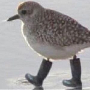 Meet your Posher, Joy